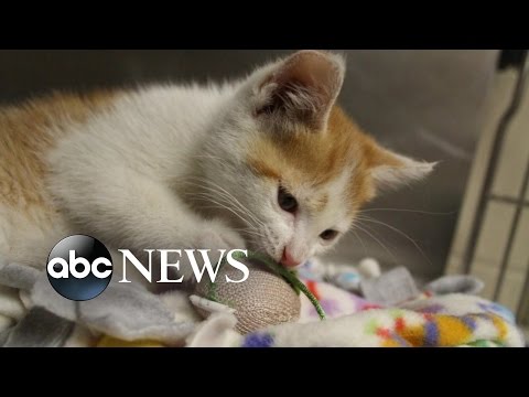 Video: „Pet Scoop“: „Kitten Crashes“TV reporterio „Live Shot“, šuniukas išgelbėtas iš karšto automobilio stadione