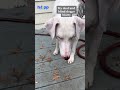 This Deaf And Blind Dog Never Feeling Sad #shorts