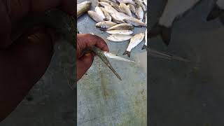😱Dangerous Seel Fish in the WaterFisherman Catches Giant Seel Fish😱‼️✅#viralreelsシ#facts #shark