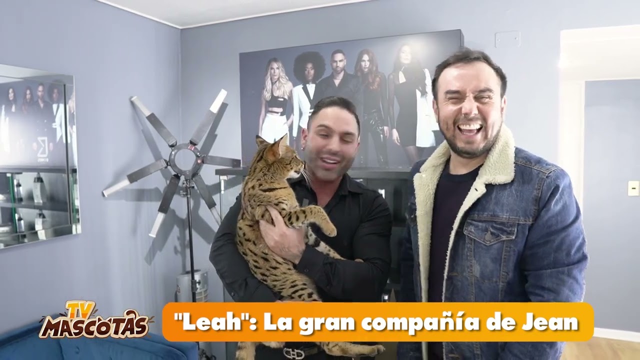 Famoso Animal | Conoce a Leah el gato Savannah del reconocido estilista Jean Bohus