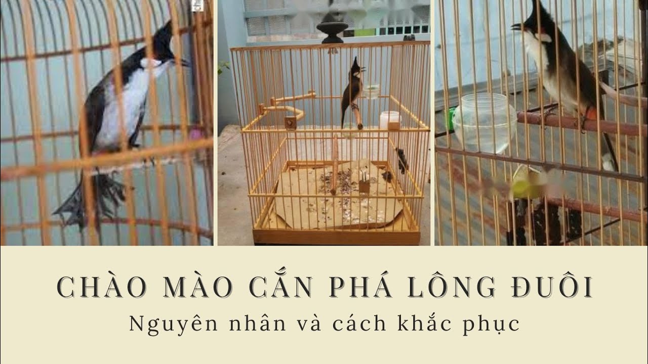 Nguyên nhân và cách khắc phục chim cắn phá lông đuôi