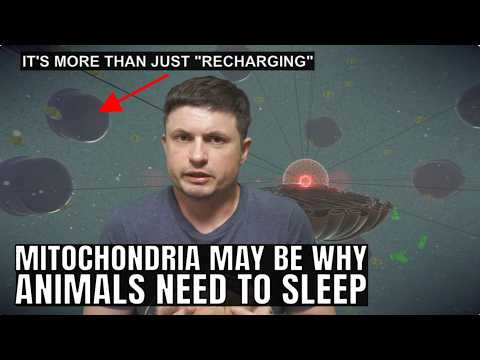 Research On Mitochondria Provides Answers On Why We Have To Sleep