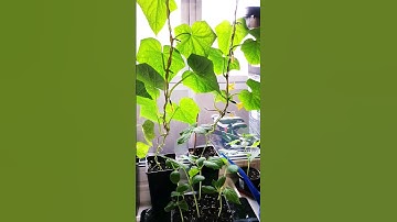 How to Grow Cucumbers at Home? #growingincontainers #cucumber #growingincontainers #urbangardening