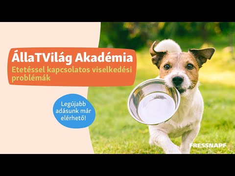Videó: A legjobb öt kutya viselkedési probléma és hogyan lehet megoldani őket