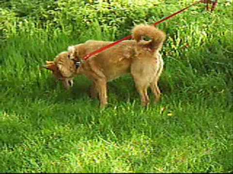 Les Chiens A Adopter Durgence