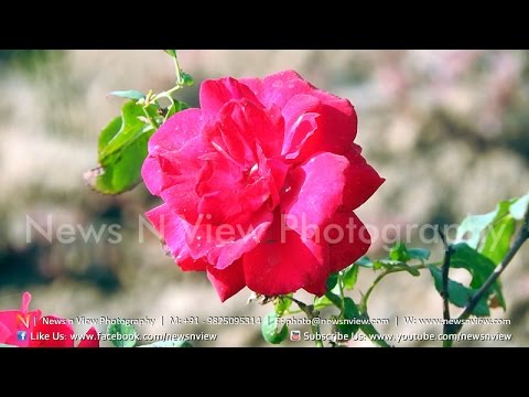 flower show 2017 ahmedabad | riverfront flower park garden flower show 2017 ahmedabad | riverfront flower park garden