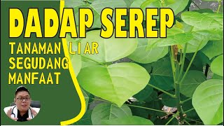 DADAP SEREP, TANAMAN LIAR DENGAN SEGUDANG MANFAAT UNTUK KESEHATAN