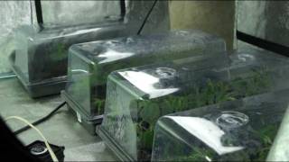 VaderVision - Cannapocalypse Day 17
