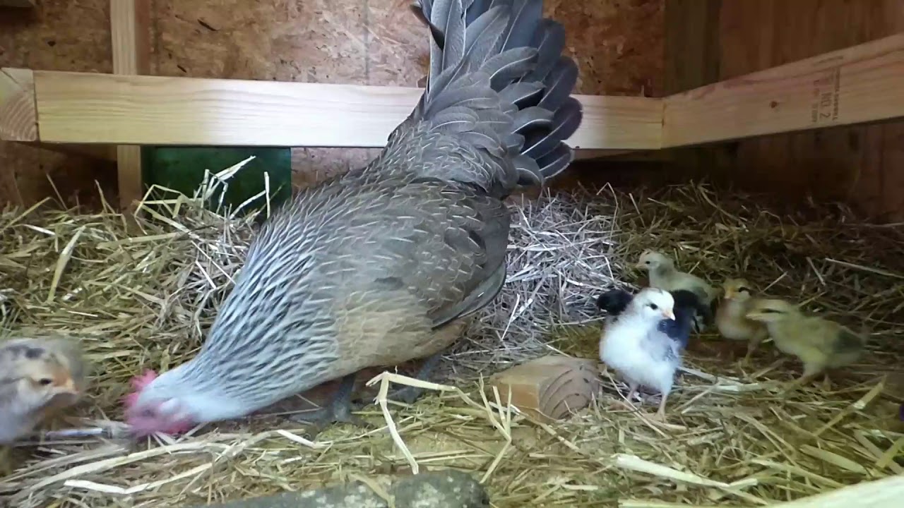 homesteading course Brandy Hatched Her Chicks!!! Compilation Week 1