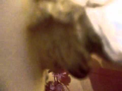 Beta Video for climb Footprints v8, Bishop