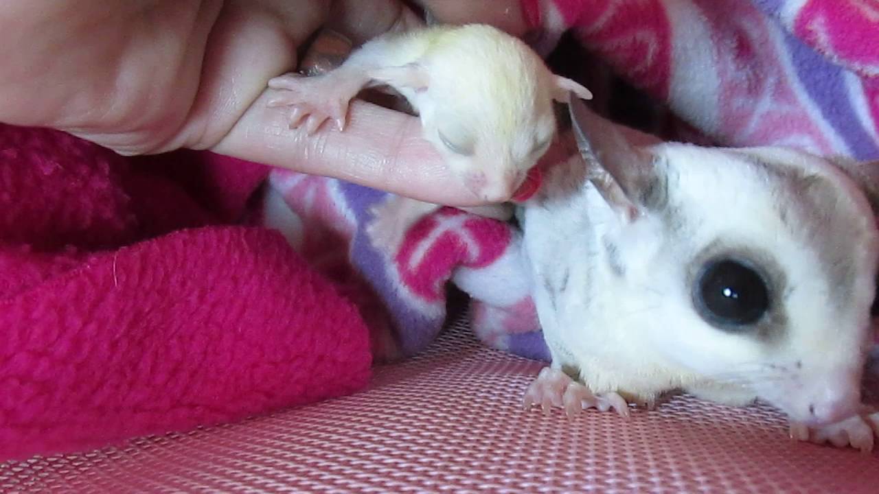 Sugar Glider Family Part 1 of 2 YouTube