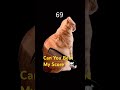 Meow meow challenge … #trending #kitten #cats #cat #catvideos