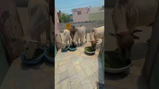 Chhoti si madad 🐄❤️Dil ko sukoon 💚#cowfeeding #strayanimals #animalcare #animallove #shorts #viral