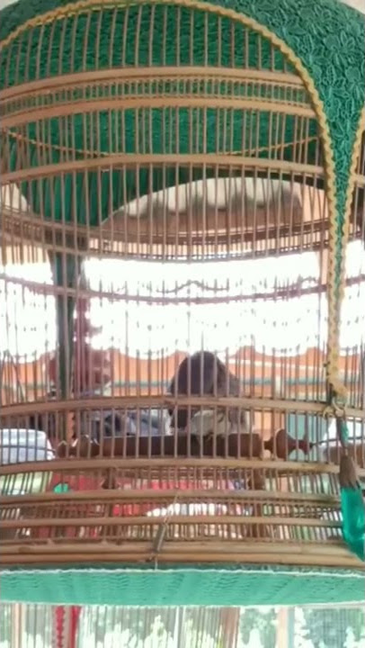 PERKUTUT ASLI THAILAND TIPE C