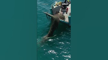 New video reveals the cruel reality of ghost nets | #yahooaustralia #shorts