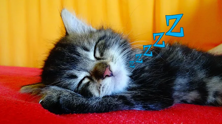 Video 4491561: sleeping cats lazy, cute cat sleeping, cat loves sleeping, cute kitten, kitten funny