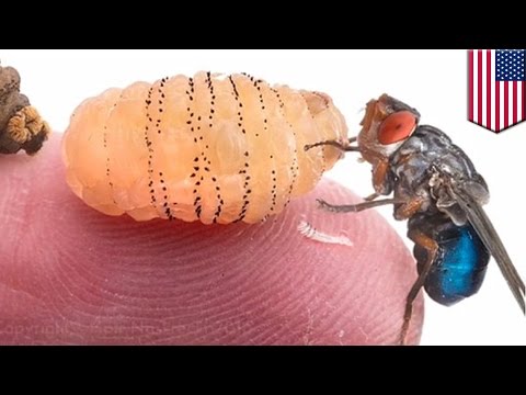 When Are Bot Flies Active