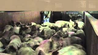 Low Stress Pig Handling   It's Different