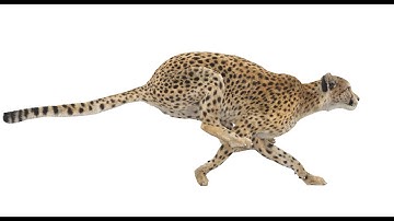 Animated Cheetah Animal 3D Model with Fur | PROmax3D