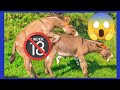 Donkey's mating #mating 