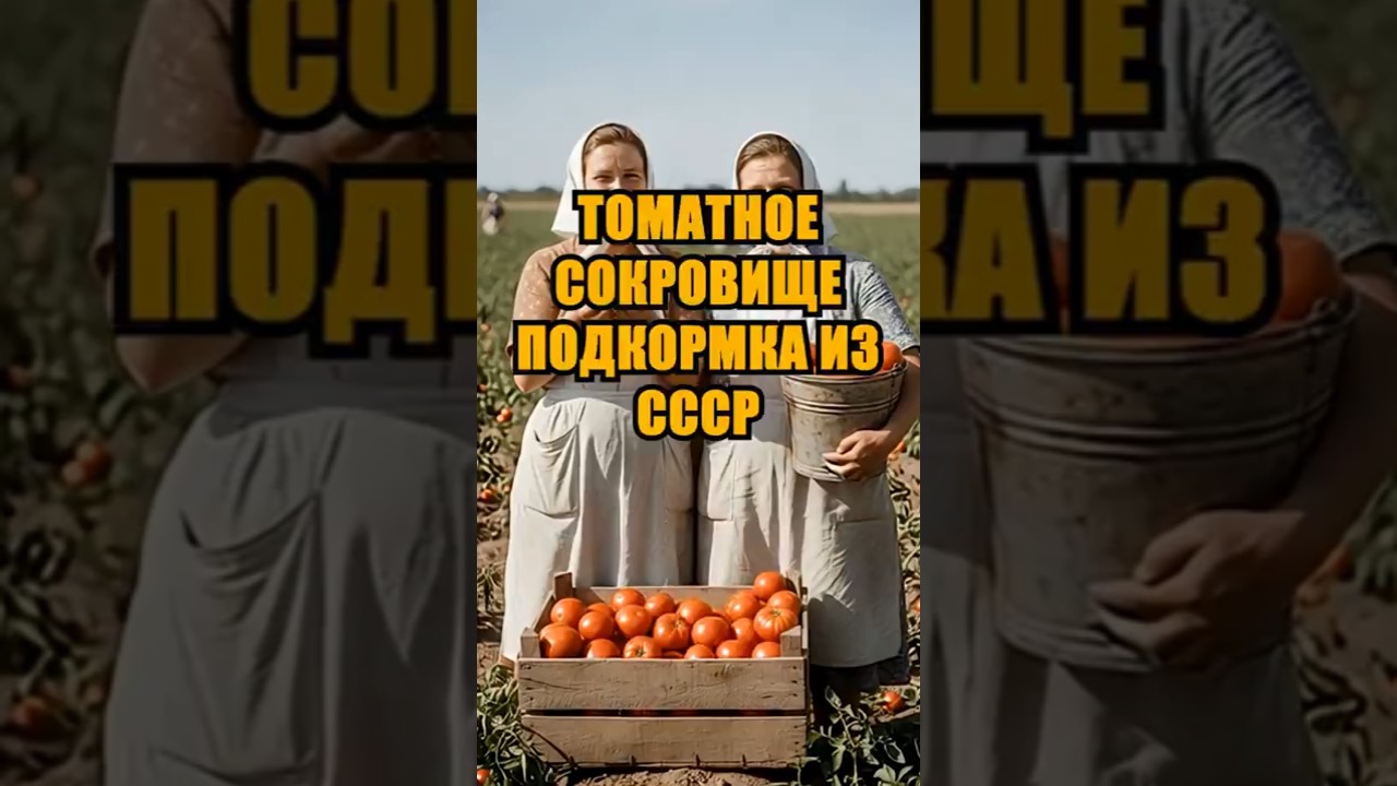Томатное сокровище: забытая подкормка из СССР!