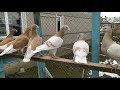 Голуби Німецькі виставочні / Pigeons Homer / Ukraine