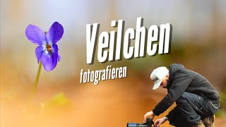 Naturfotografie: Veilchen fotografieren