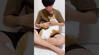 甘えん坊猫の久しぶりの爪切り🐱✂️#shorts #猫のいる暮らし #猫の爪切り