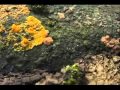 Miniature de la vidéo de la chanson On A Clear Day You Can See Forever