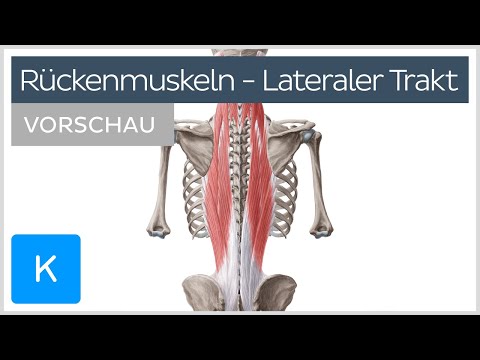 Video: Tiefe Muskeln Der Wirbelsäule Diagramm & Funktion - Körperkarten