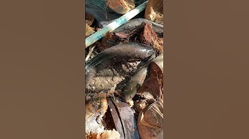 Cắm câu cá lóc nướng mọi #fishing #caucathugian #mientay