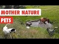 Mother Nature Pets | Funny Pet Video Compilation 2017