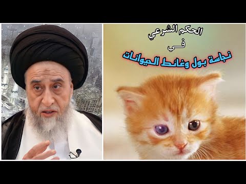ما هي الحيوانات ذات البول والفضلات النجسة السيد صباح شبر