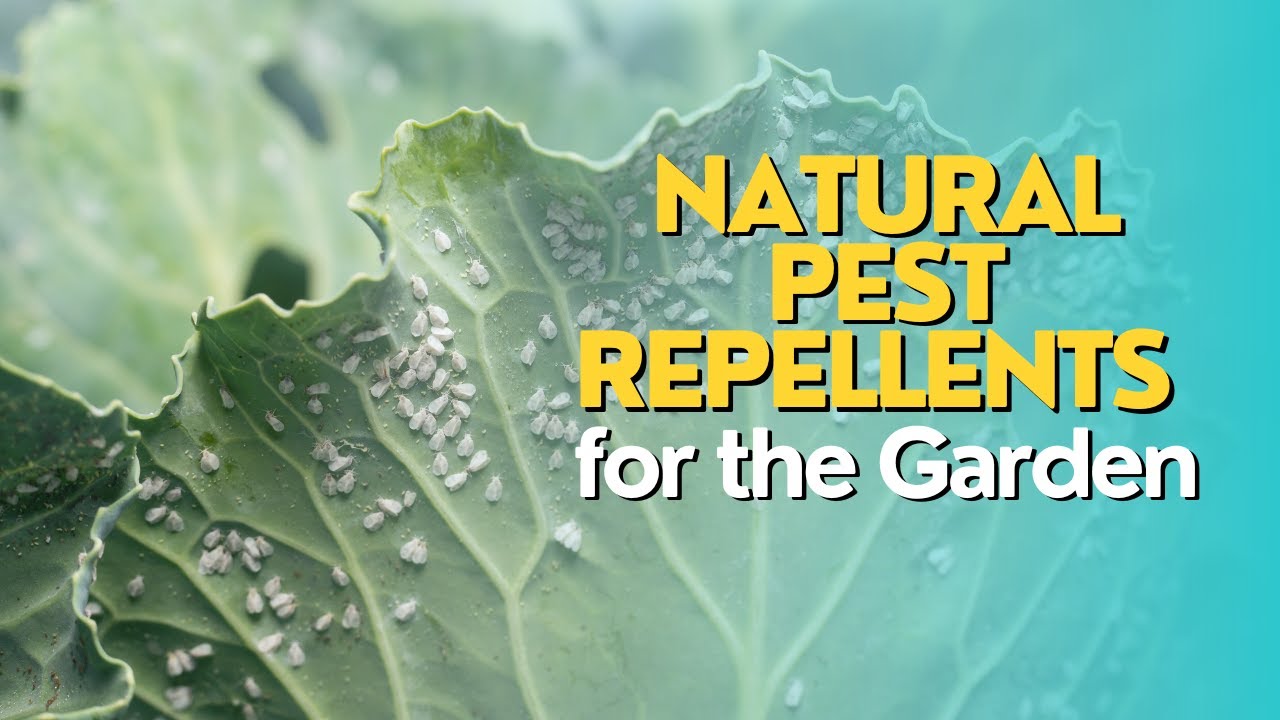 Natural Pest Repellents for the Garden - YouTube