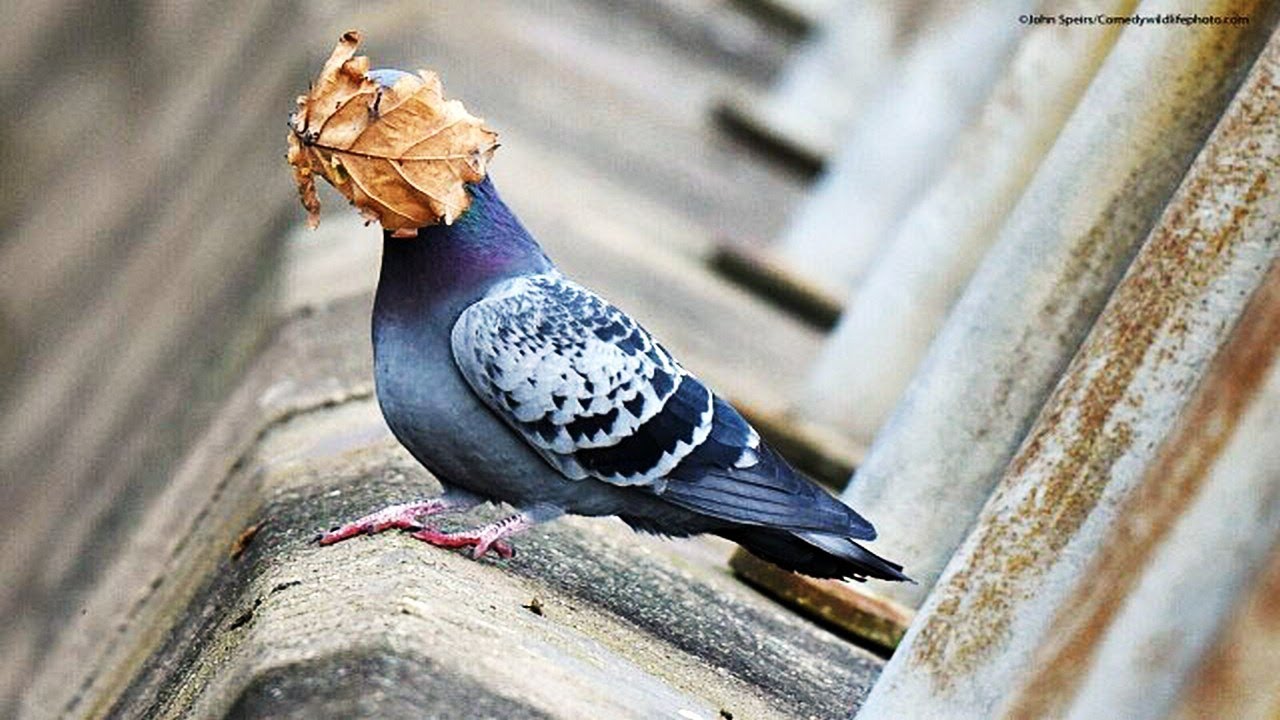 Конкурс самых забавных фотографий дикой природы 2021