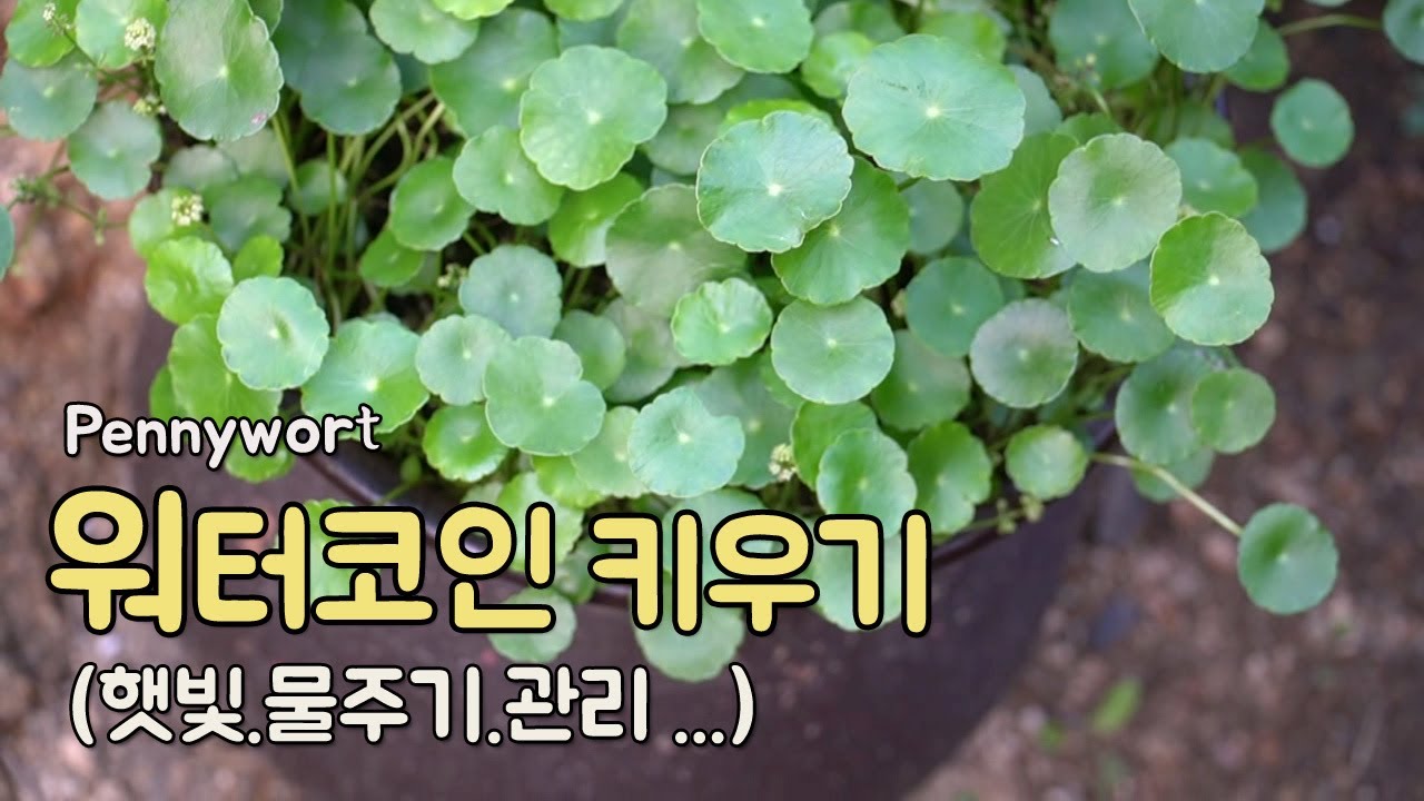 워터코인 키우기 🌱 수경재배 또는 화분에서 키울 수 있는 식물 관리 방법 (How to Grow and Care for  Pennywort, ウォーターマッシュルームの育て方)