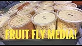 live flightless fruit fly