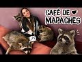 ENCONTRAMOS UN CAFÉ DE MAPACHES EN COREA! | Katy Travels