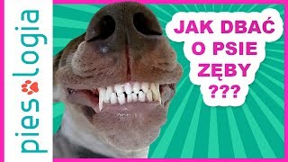 Jak dbać o psie zęby?