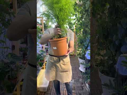 نبات سرو الليموني 