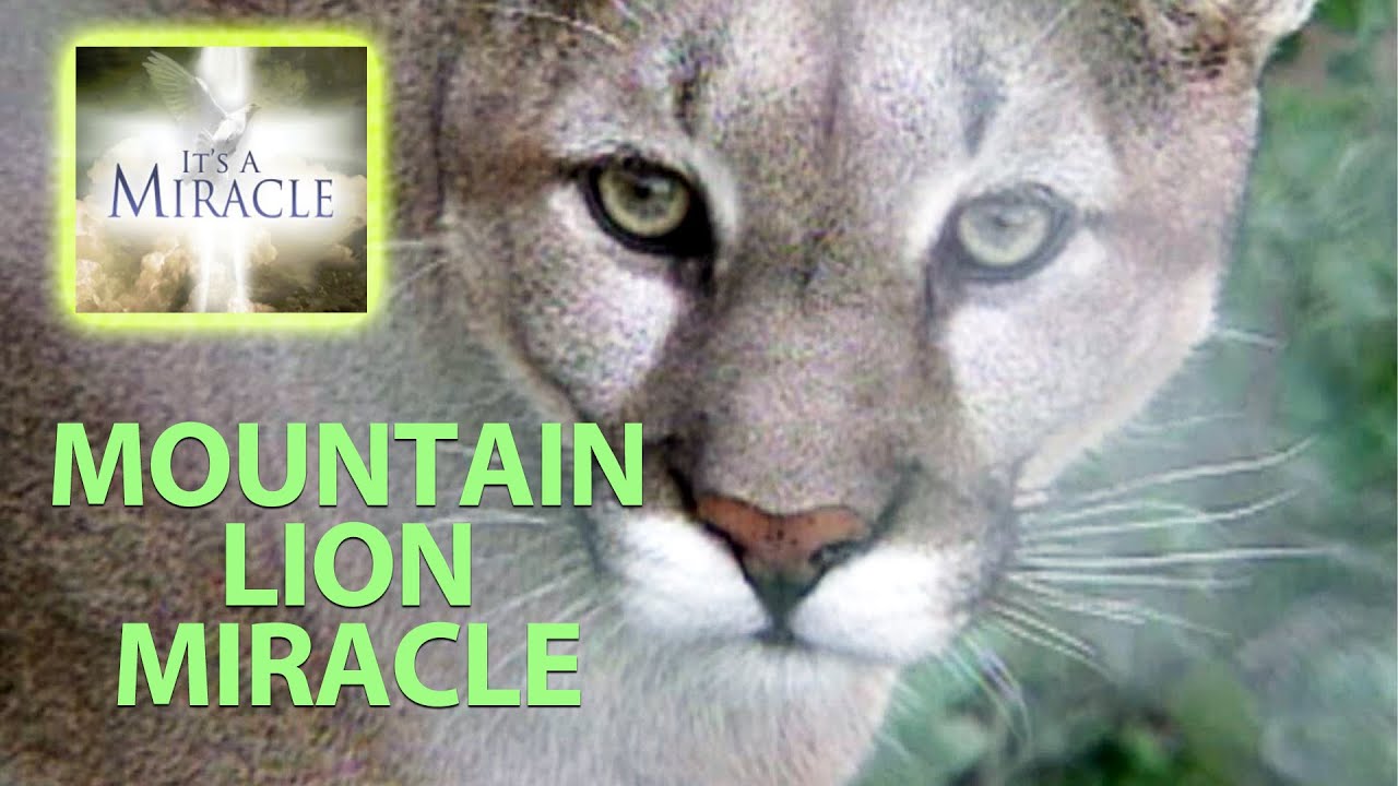 Mountain Lion Miracle - It's a Miracle - YouTube