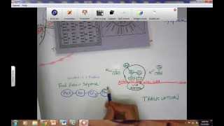 Protein Synthesis Drawing Exam Tutorial Part 2