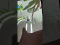 Rollance ball 🏐 game hard level_557 completed 👍#rollanceballs #shorts #gaming #ytshorts #ytsearch