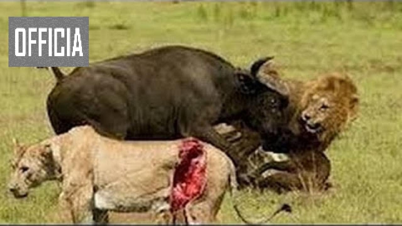 Peleas De Animales Salvajes De Africa