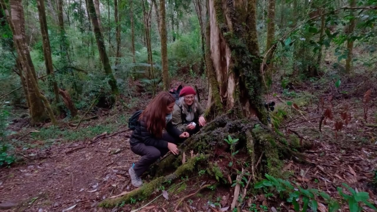 Monumento Natural Lahuen Ñadi: Un Tesoro de Biodiversidad en la Región de Los Lagos