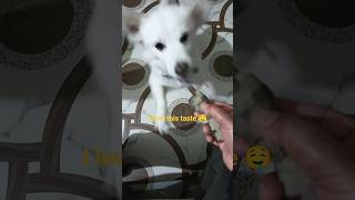 Download Lagu I love sweet patato #sweetpatato #rockey MP3