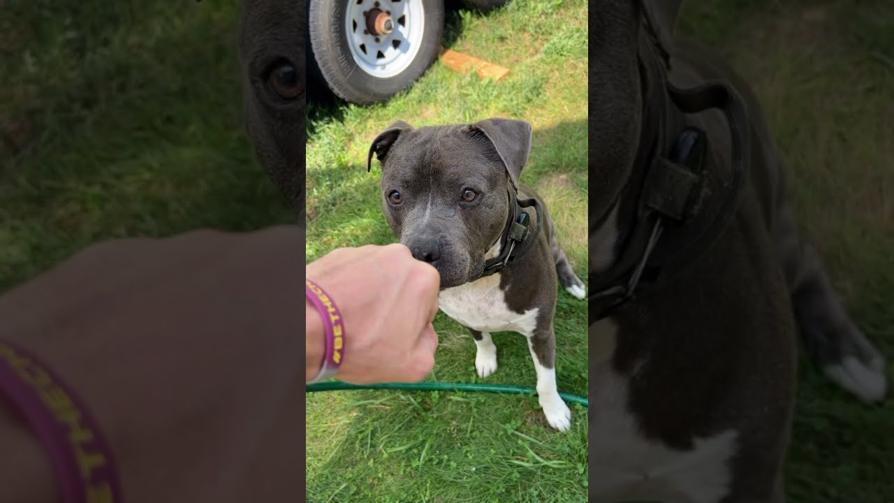 Milo Is Trying To Tell Me Something Milotheprayingpitbull Water Dog