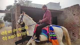 घोड़े का तंग (फराकी) पैडे कसने का सही तरीका।  नहीं होंगे कभी ढीले। How to prep Horse for riding.