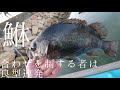 【後編】半端ないライズのロックエリアで連発するボートメバリング