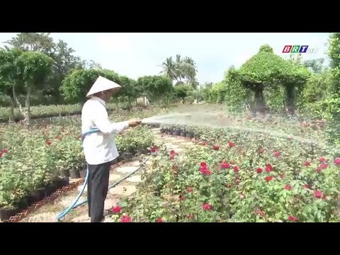 Video Ngỡ ngàng trước vẻ đẹp của 40.000 chậu hoa hồng - youtube